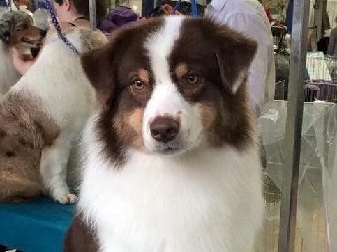 Australian Shepherd Puppies ready June breeder image 6