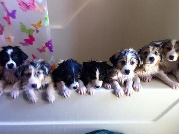 Australian Shepherd Puppies ready June breeder image 5