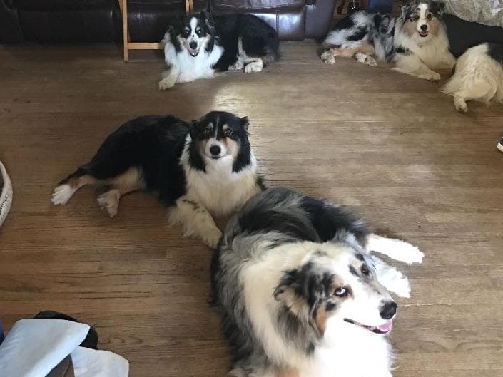 Australian Shepherd Puppies ready June breeder image 4