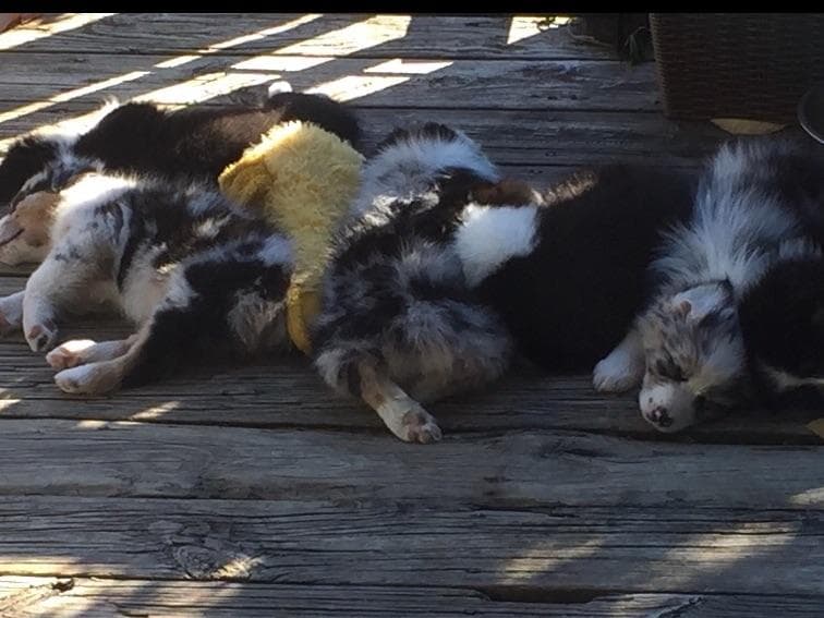 Australian Shepherd Puppies ready June breeder image 3