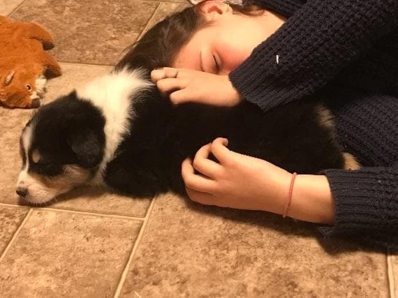 Australian Shepherd Puppies ready June breeder image 2