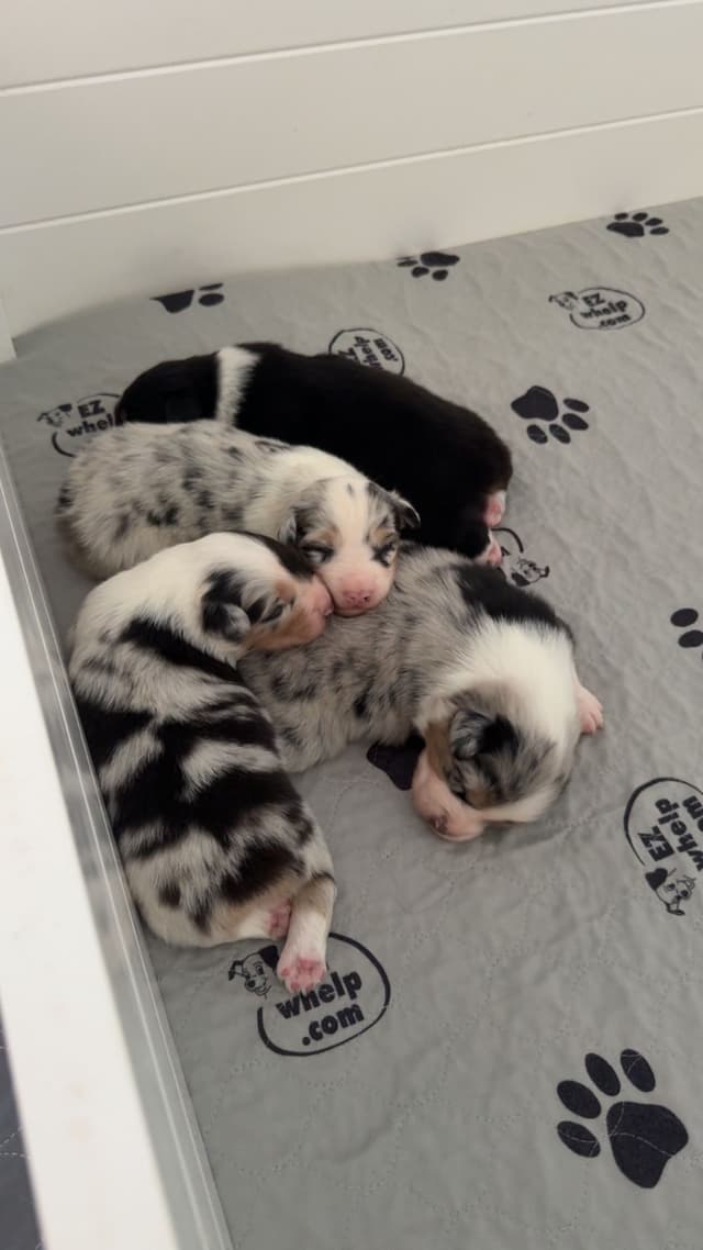 Australian Shepherd Puppies ready June media 2