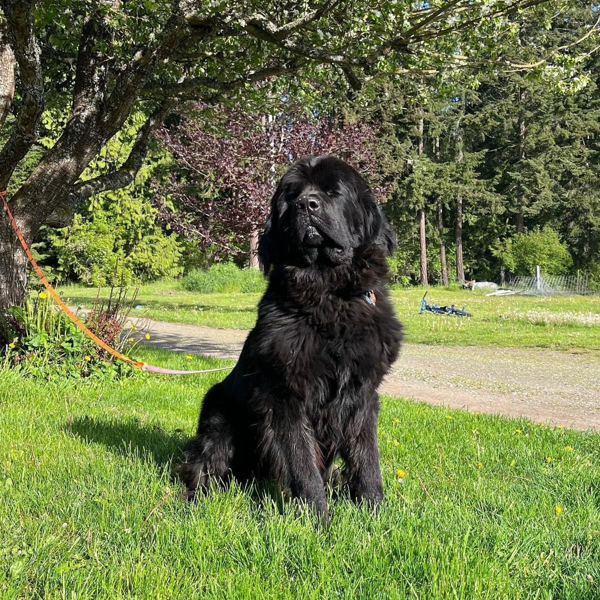Newfoundland Puppies breeder image 3