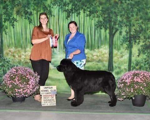 Newfoundland Puppies breeder image 1