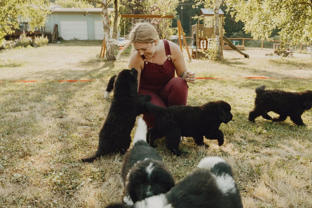 Newfoundland Puppies breeder image 5