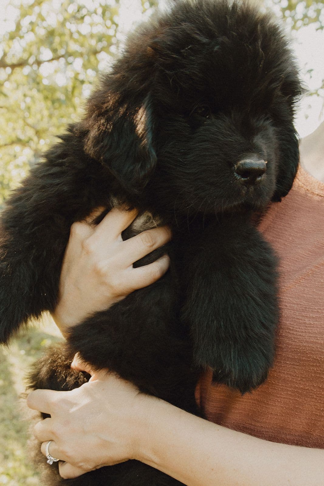 Newfoundland Puppies breeder image 6