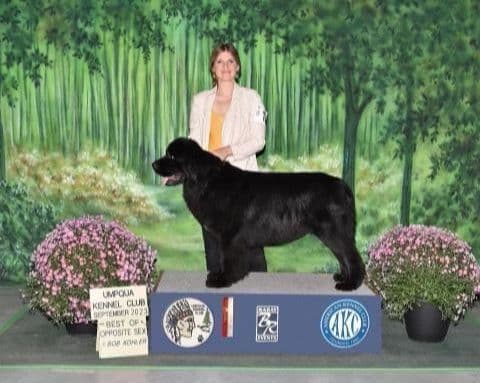 Newfoundland Puppies breeder image 2