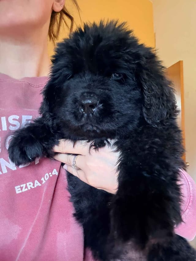 Newfoundland Puppies media 2