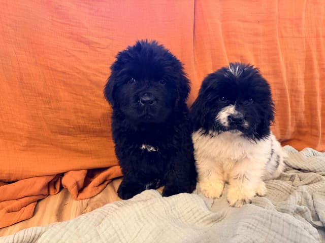 Newfoundland Puppies media 3