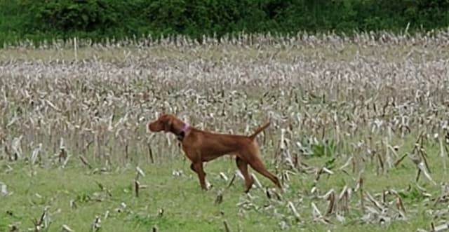 Vizsla Puppies media 17