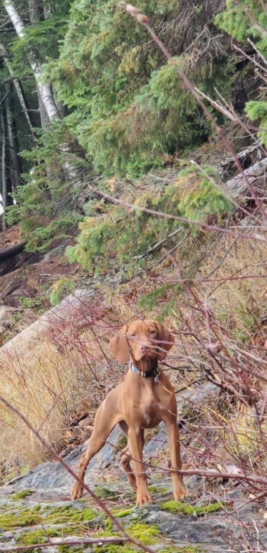 Vizsla Puppies media 18