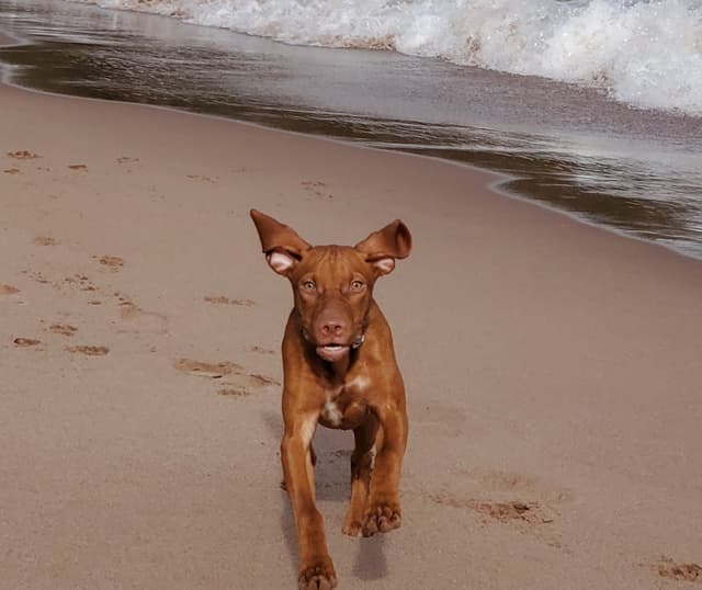 Vizsla Puppies media 19