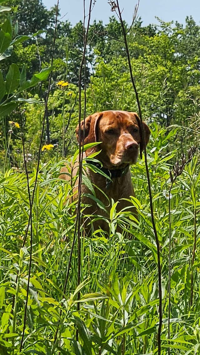 Vizsla Puppies media 12