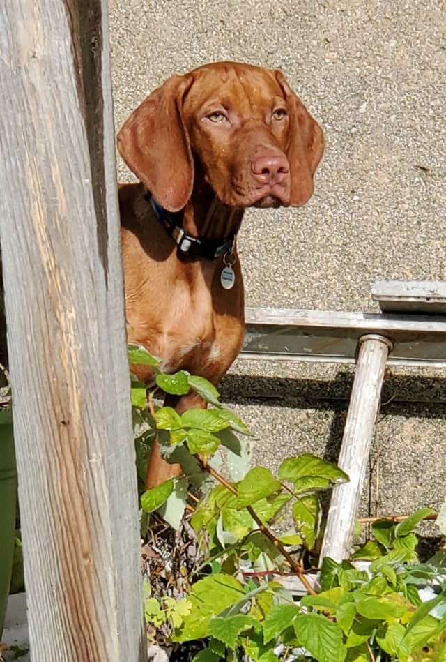 Vizsla Puppies media 20