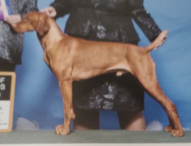 Vizsla Puppies media 15