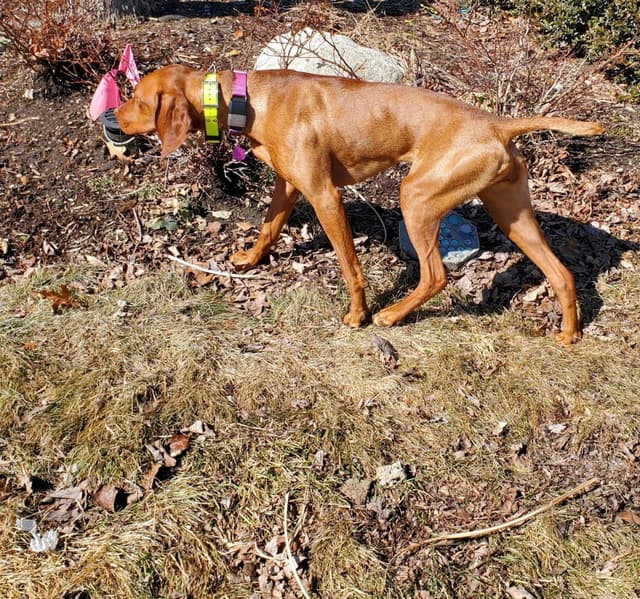 Vizsla Puppies media 21