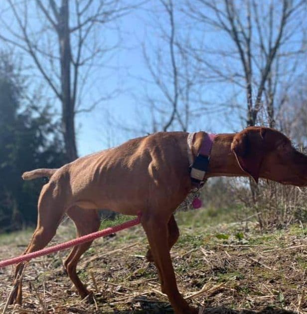Vizsla Puppies media 23