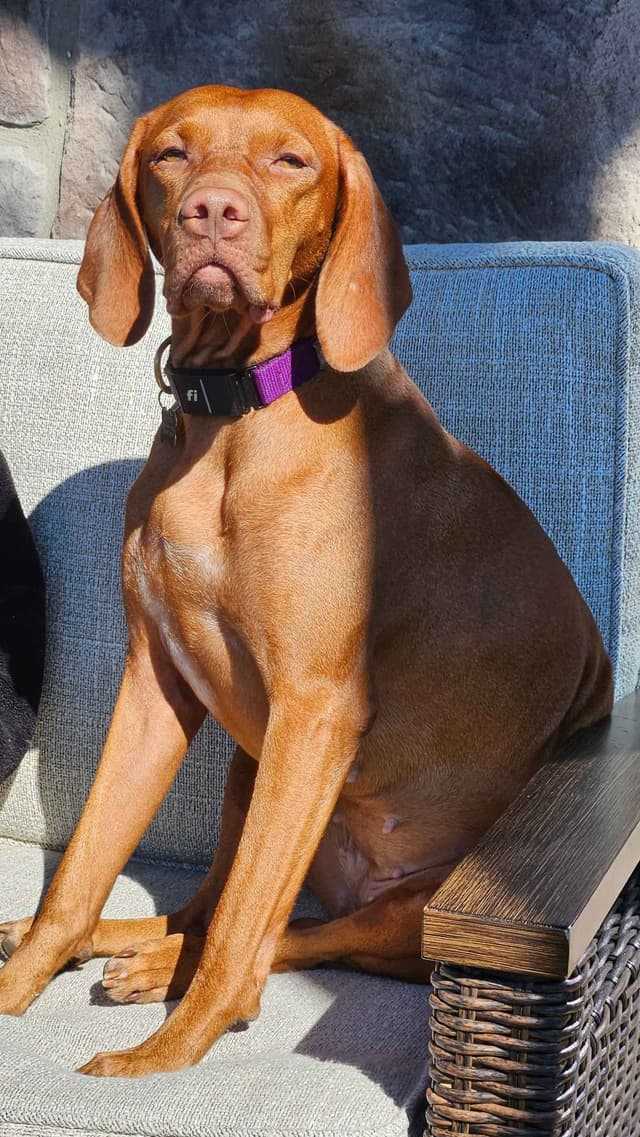 Vizsla Puppies media 24