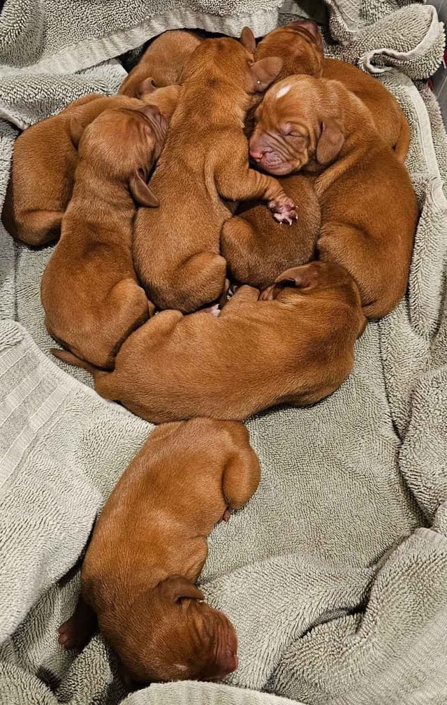 Vizsla Puppies media 8