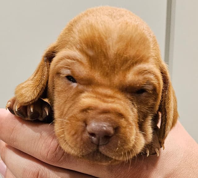 Vizsla Puppies media 9