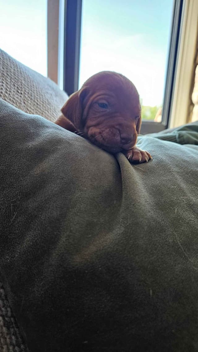 Vizsla Puppies media 6