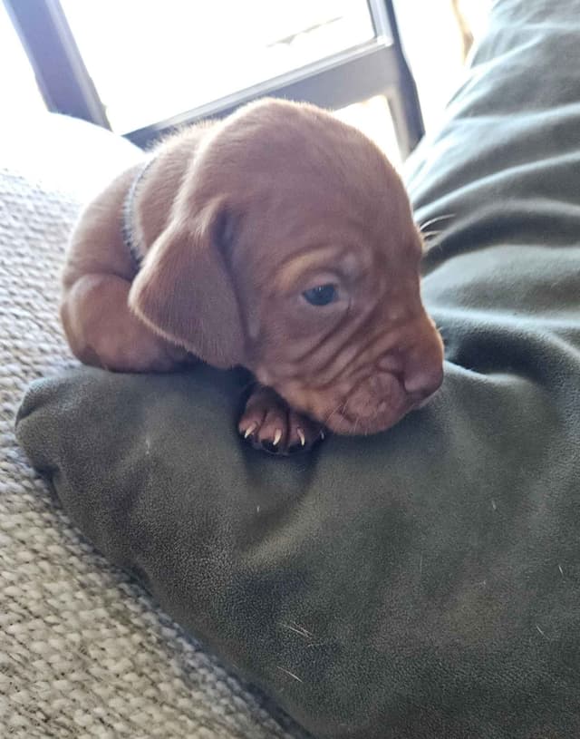 Vizsla Puppies media 5