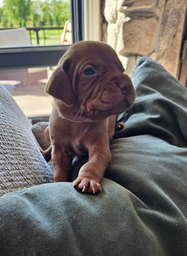 Vizsla Puppies media 4