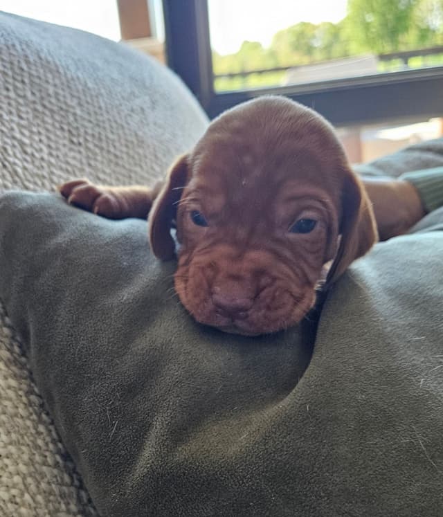 Vizsla Puppies media 7