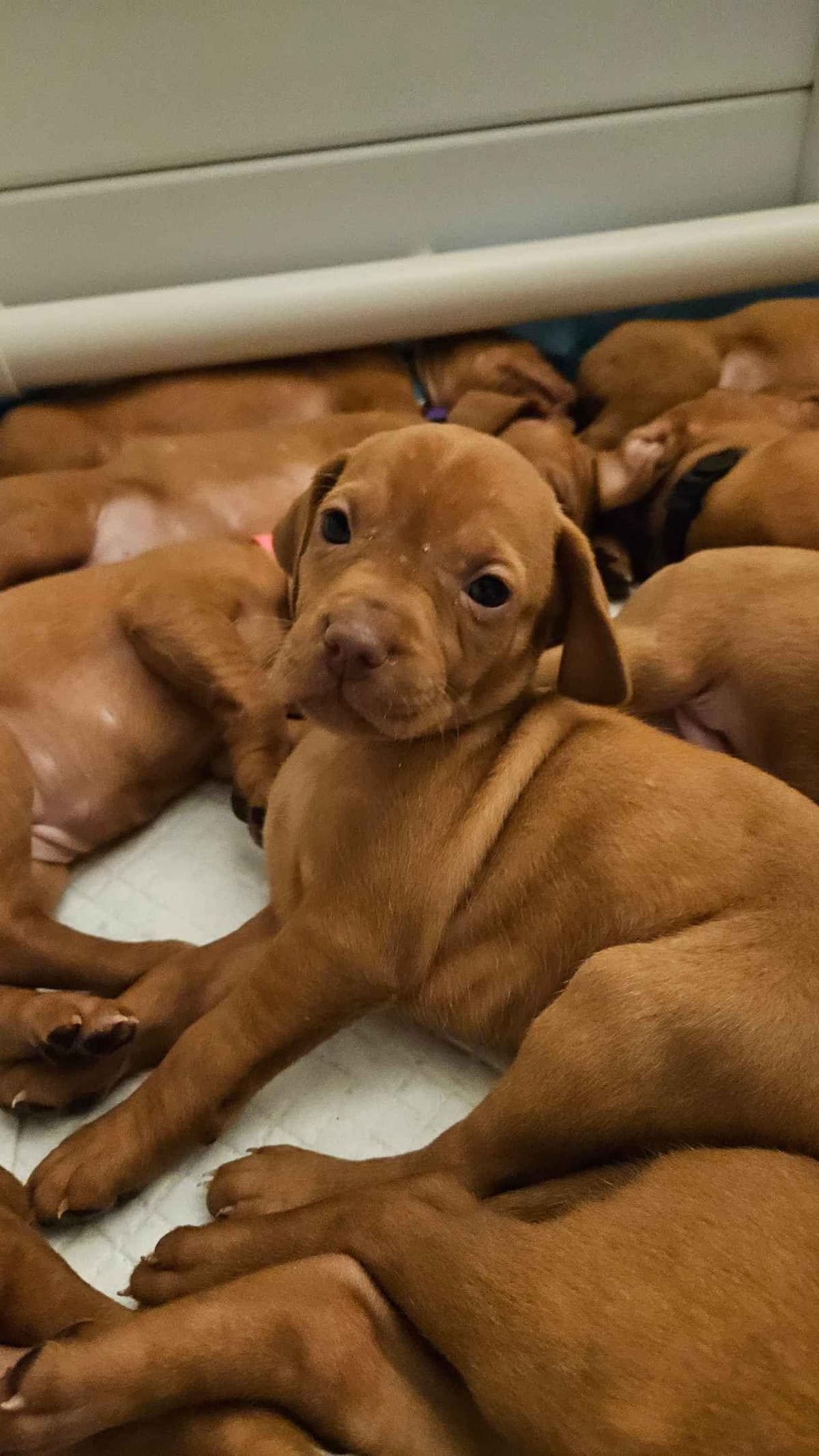Vizsla Puppies breeder image 2