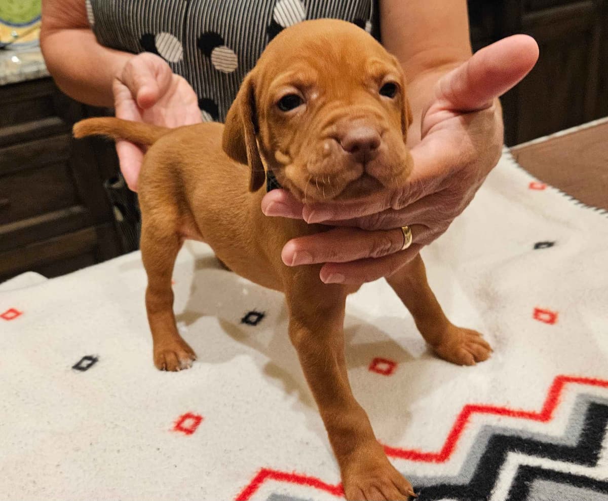 Vizsla Puppies breeder image 3