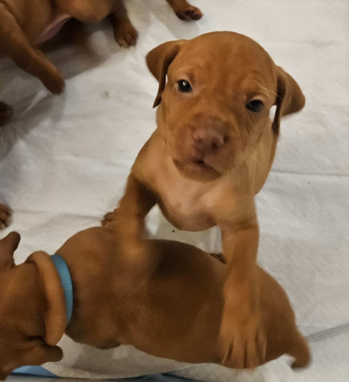Vizsla Puppies breeder image 5