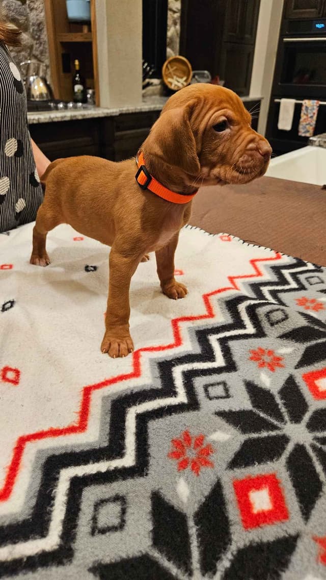 Vizsla Puppies media 2