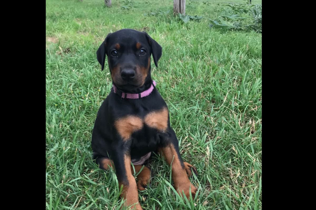 Doberman Pinscher Puppies breeder image 4