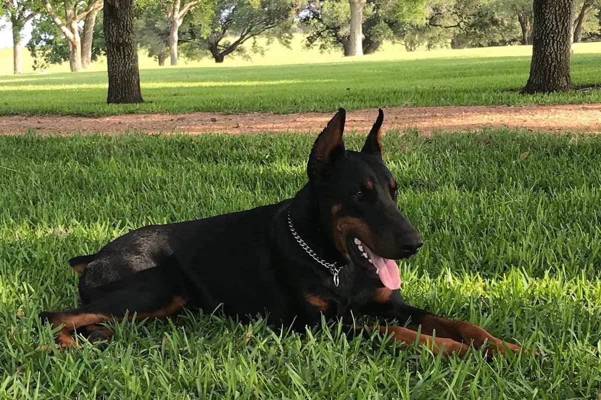 Doberman Pinscher Puppies breeder image 5