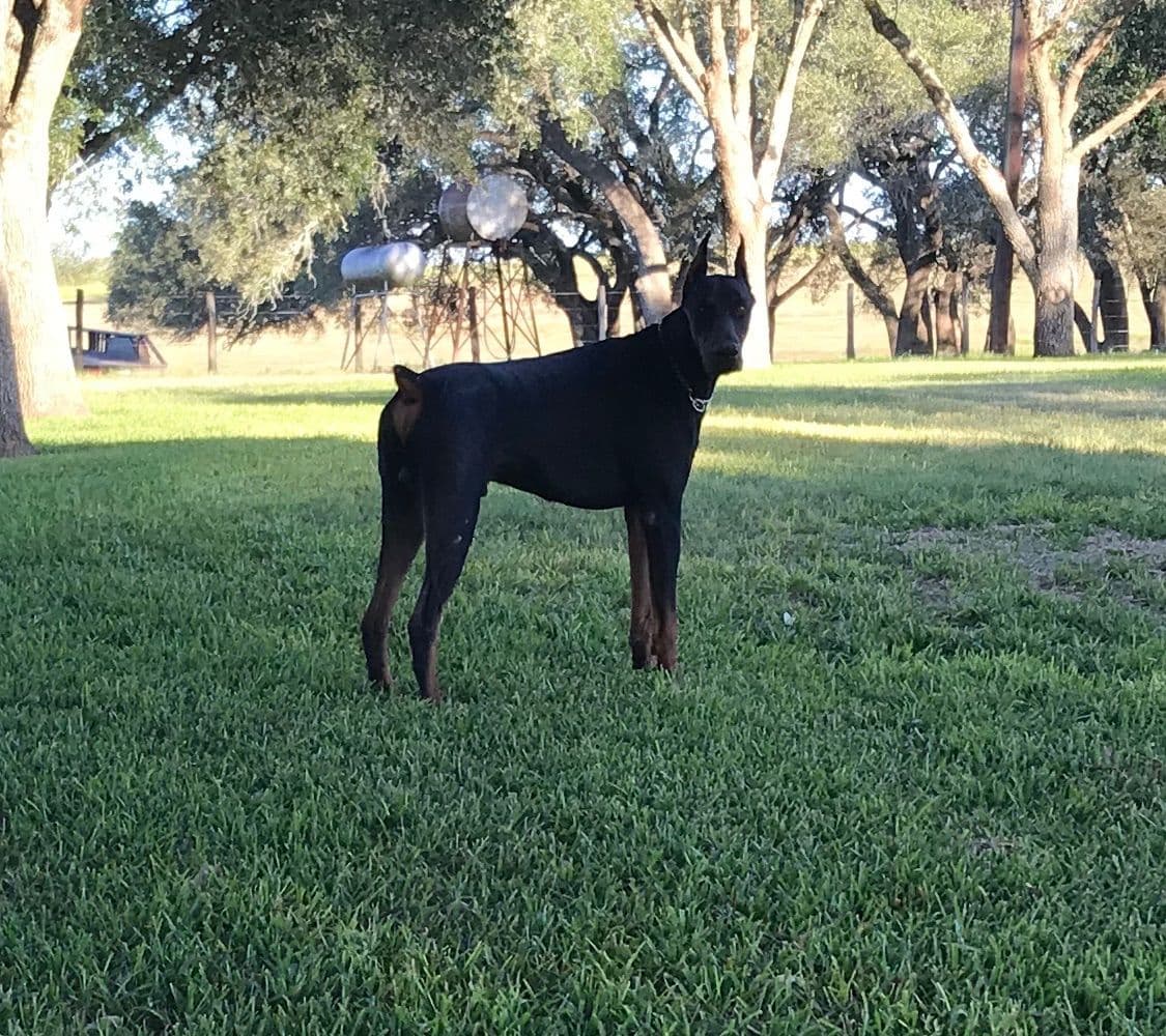 Doberman Pinscher Puppies breeder image 6