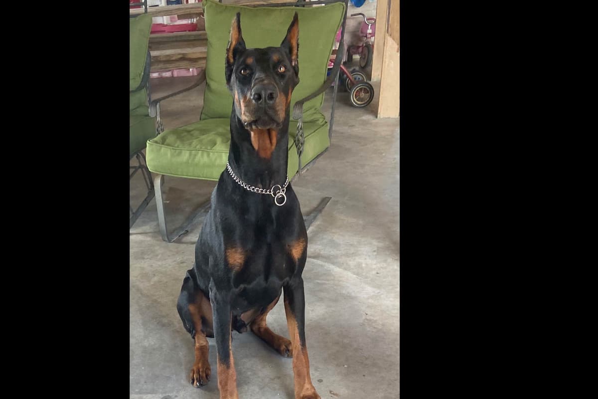 Doberman Pinscher Puppies breeder image 3