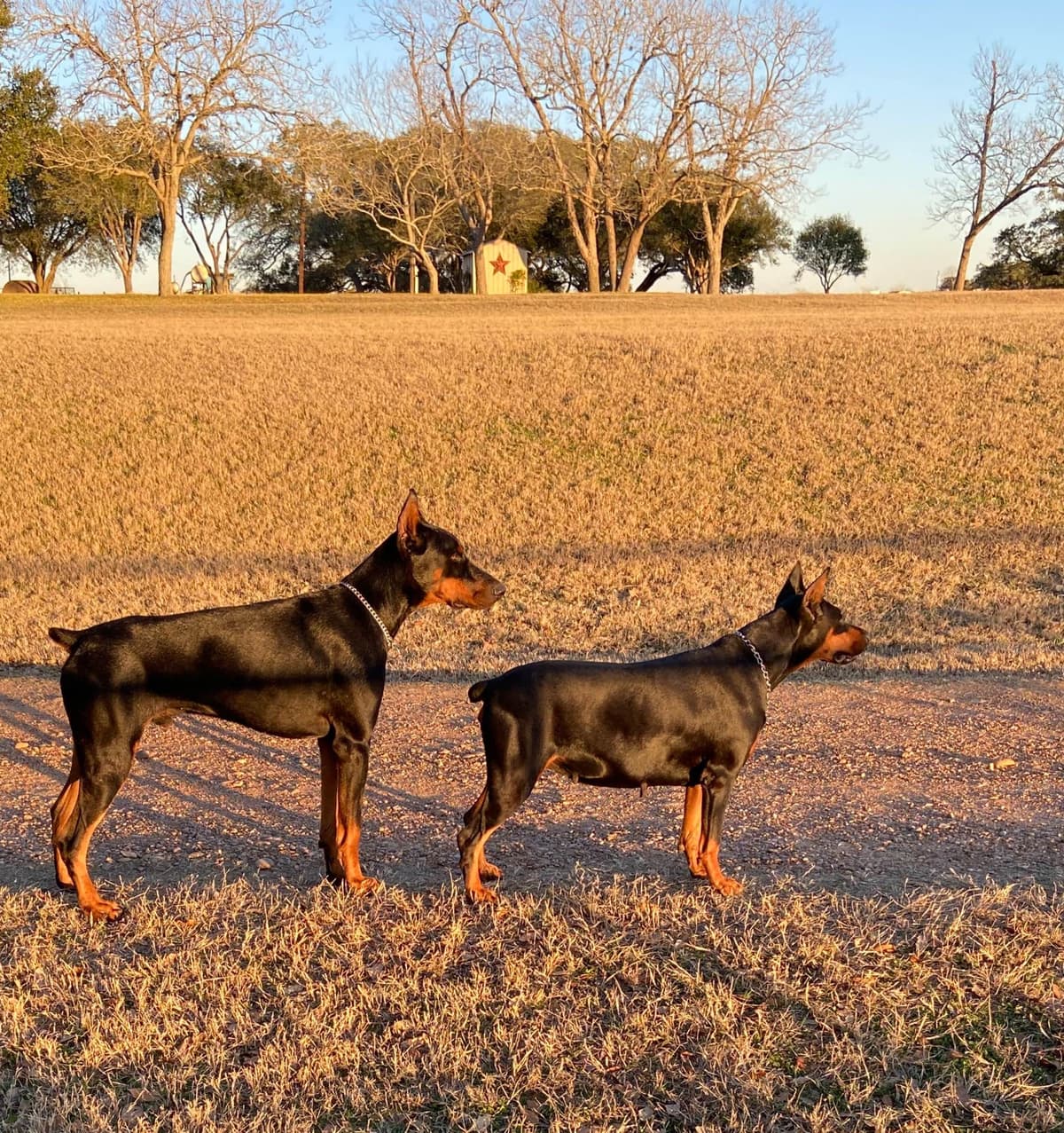 Doberman Pinscher Puppies breeder image 2