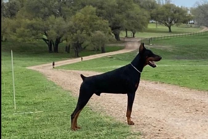 Doberman Pinscher Puppies breeder image 7