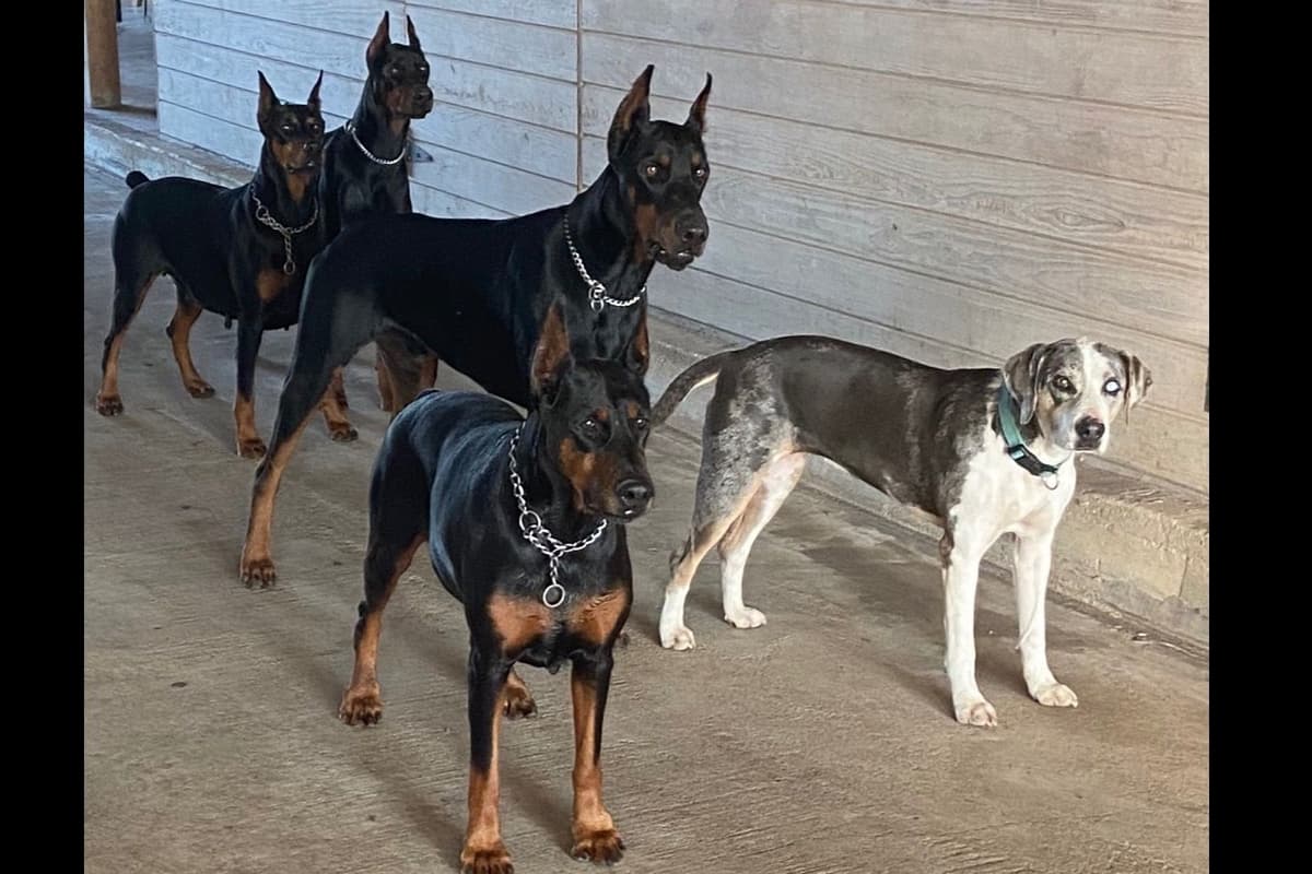Doberman Pinscher Puppies breeder image 8