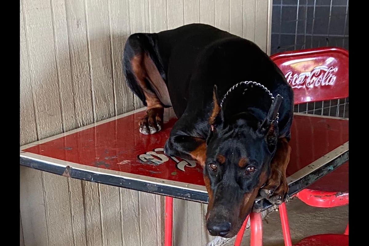 Doberman Pinscher Puppies breeder image 9