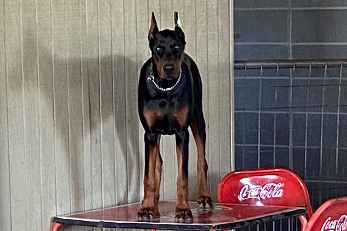 Doberman Pinscher Puppies breeder image 10