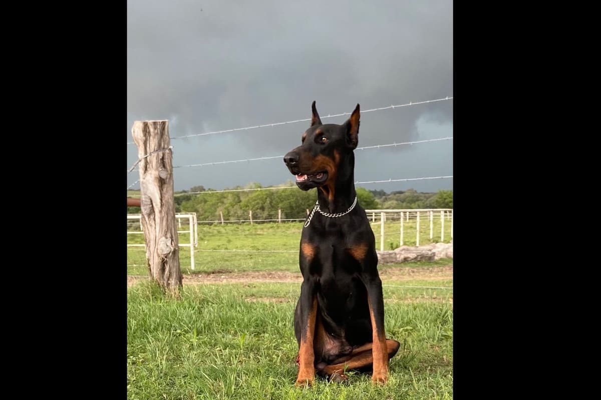 Doberman Pinscher Puppies breeder image 11