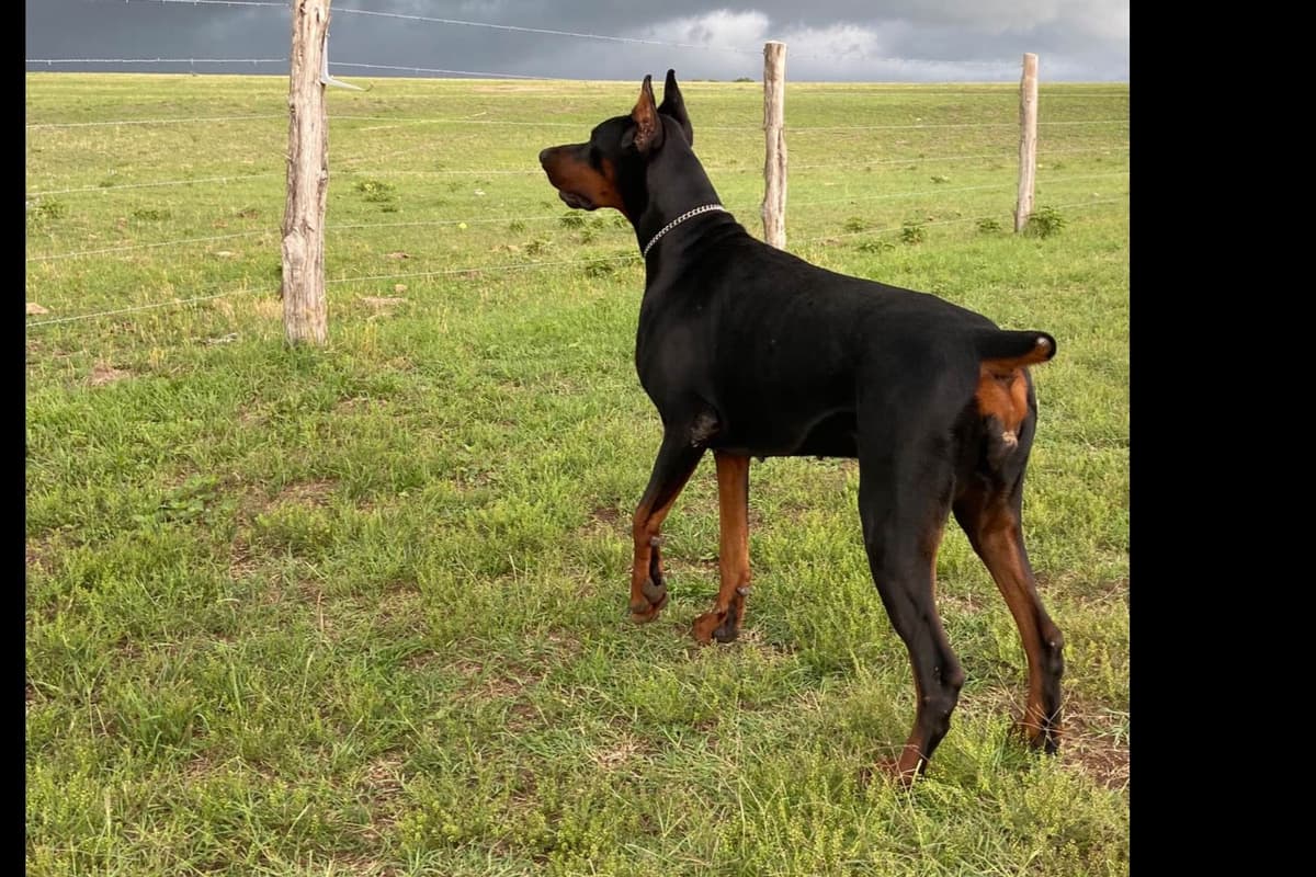 Doberman Pinscher Puppies breeder image 12