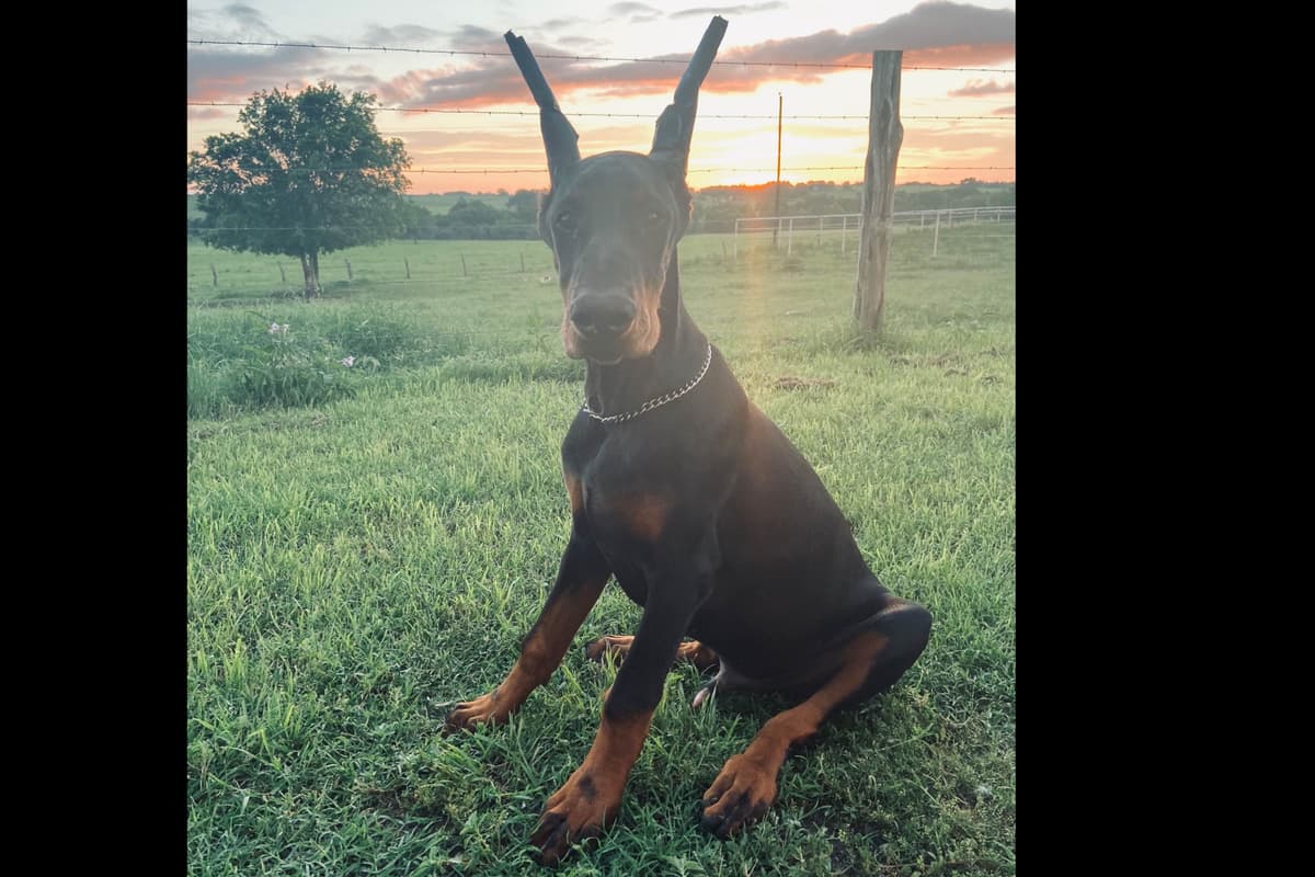 Doberman Pinscher Puppies breeder image 13