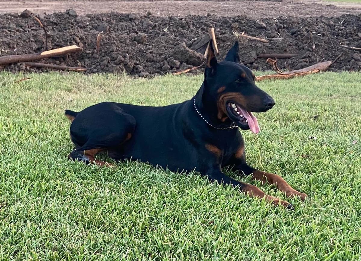 Doberman Pinscher Puppies breeder image 15