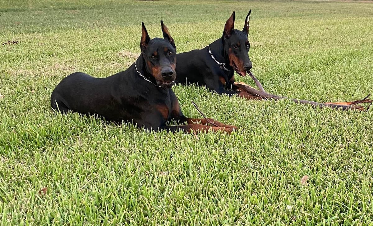 Doberman Pinscher Puppies breeder image 14