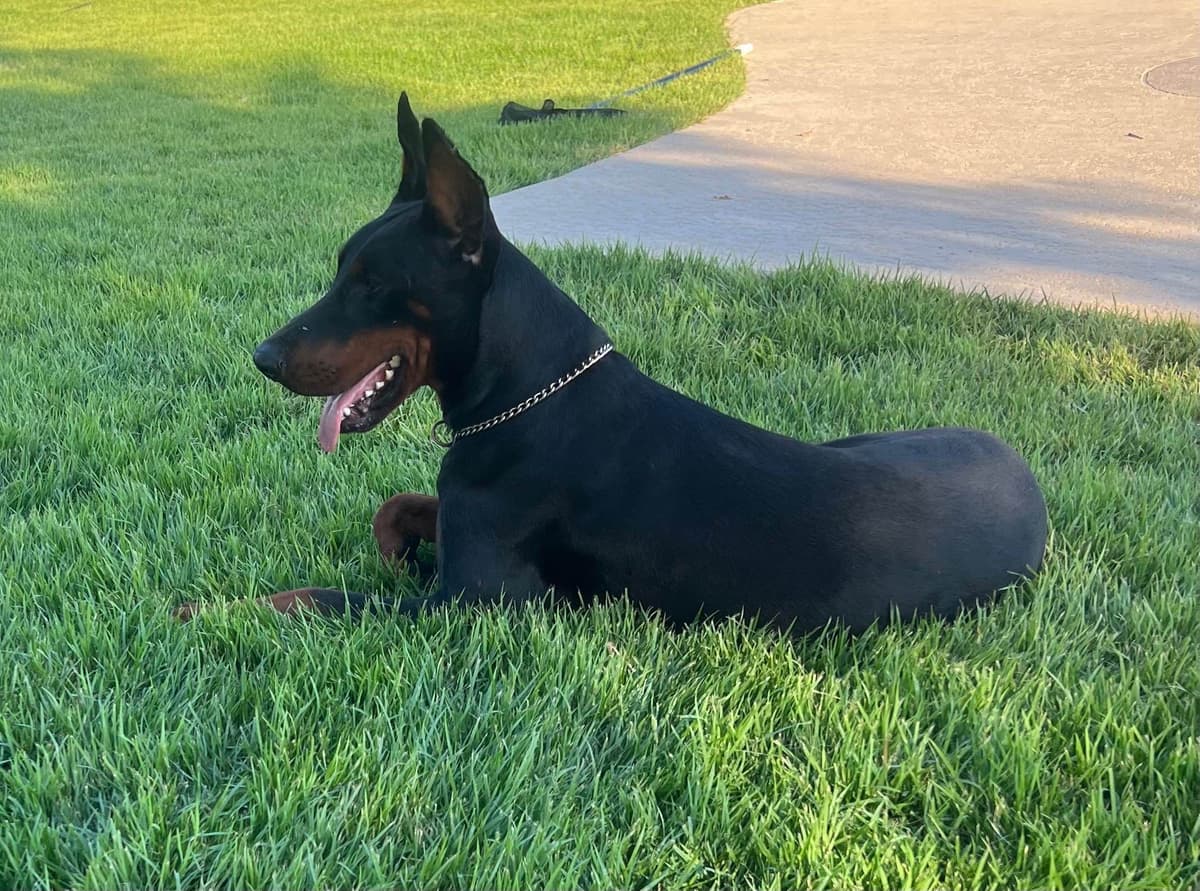 Doberman Pinscher Puppies breeder image 17