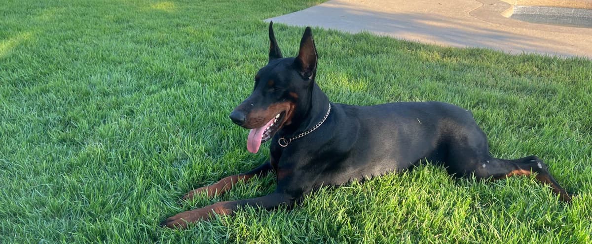 Doberman Pinscher Puppies breeder image 1