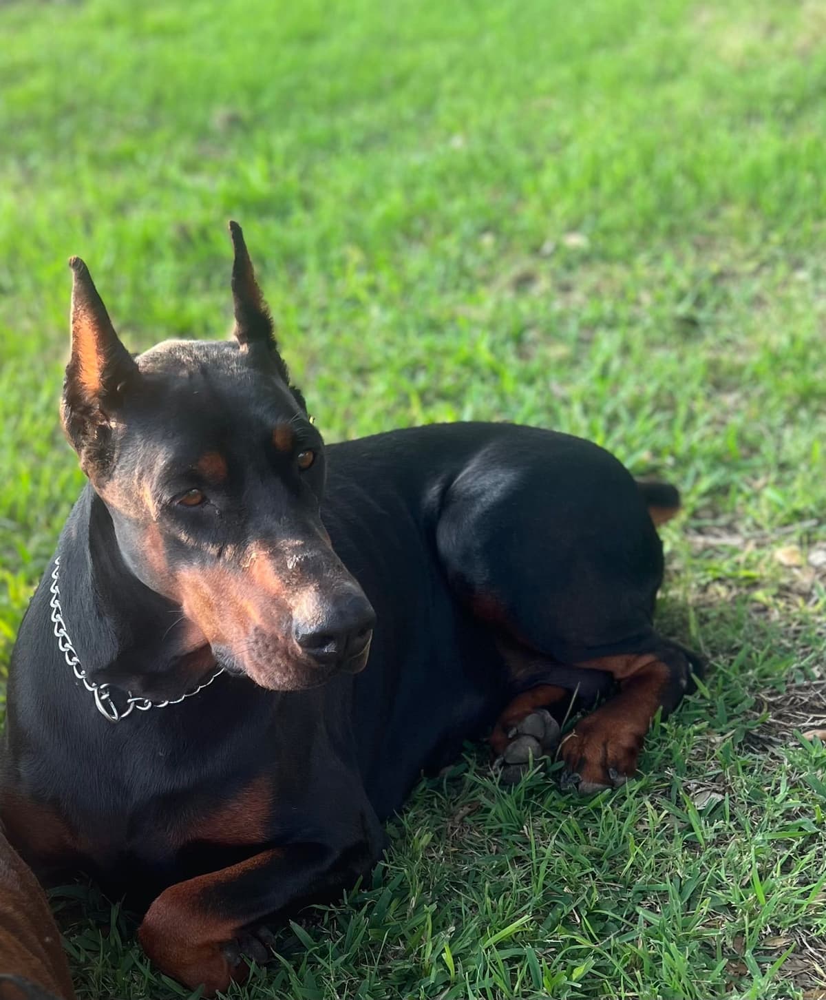 Doberman Pinscher Puppies breeder image 19