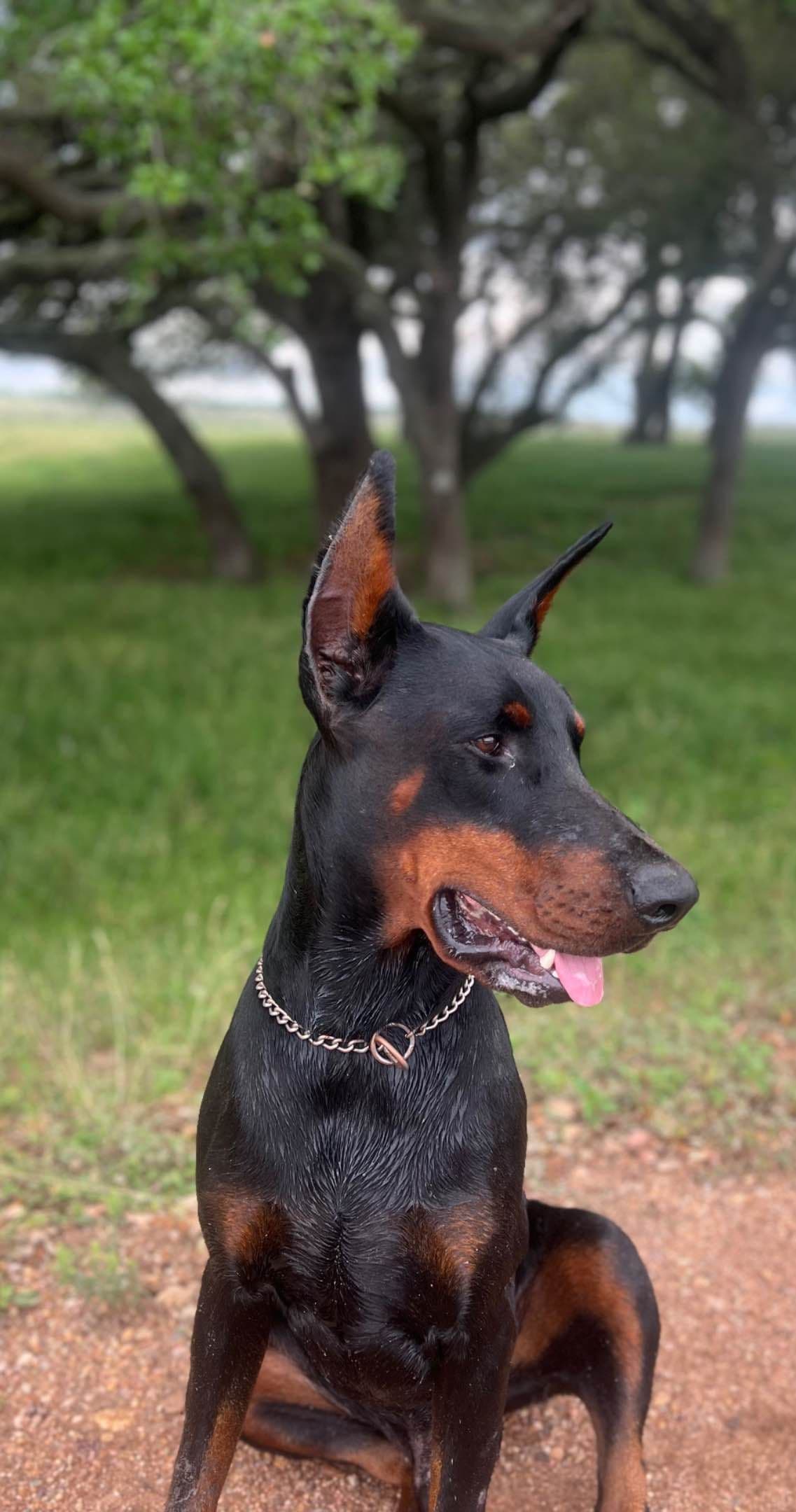 Doberman Pinscher Puppies breeder image 20